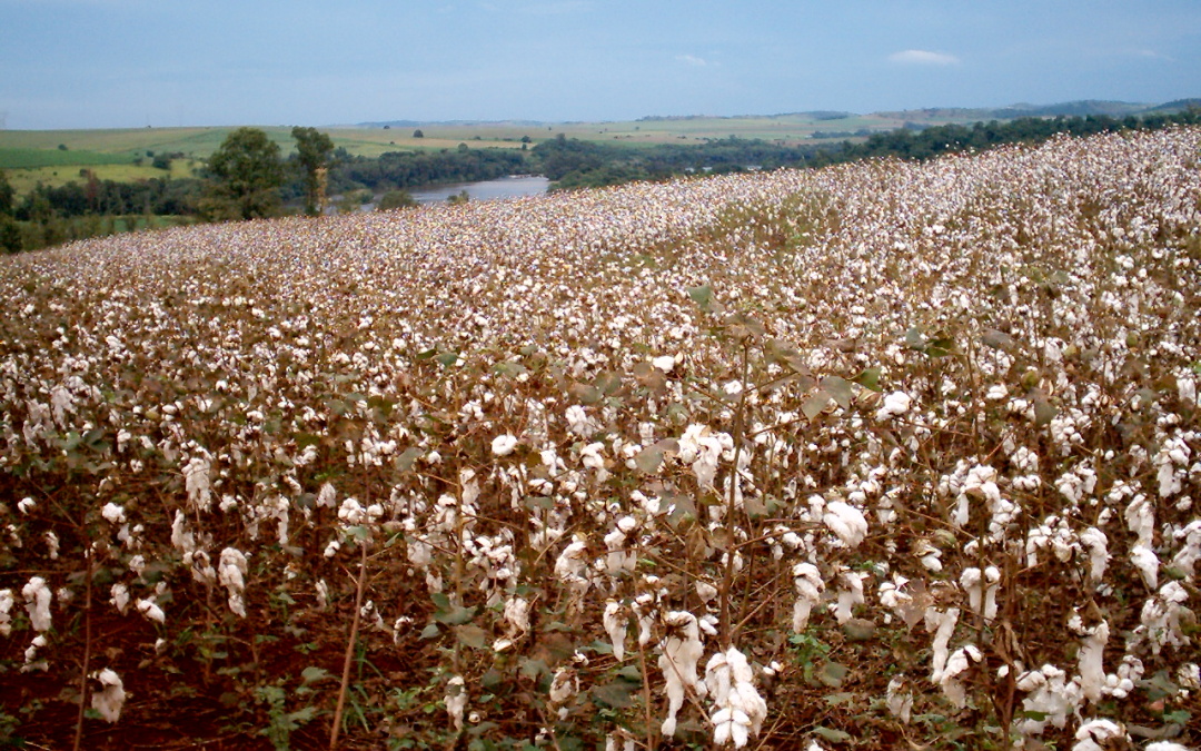 Sustainable, Organic Cotton