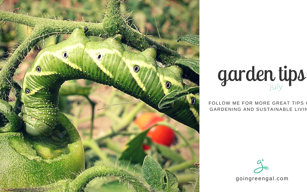Garden Tips for July