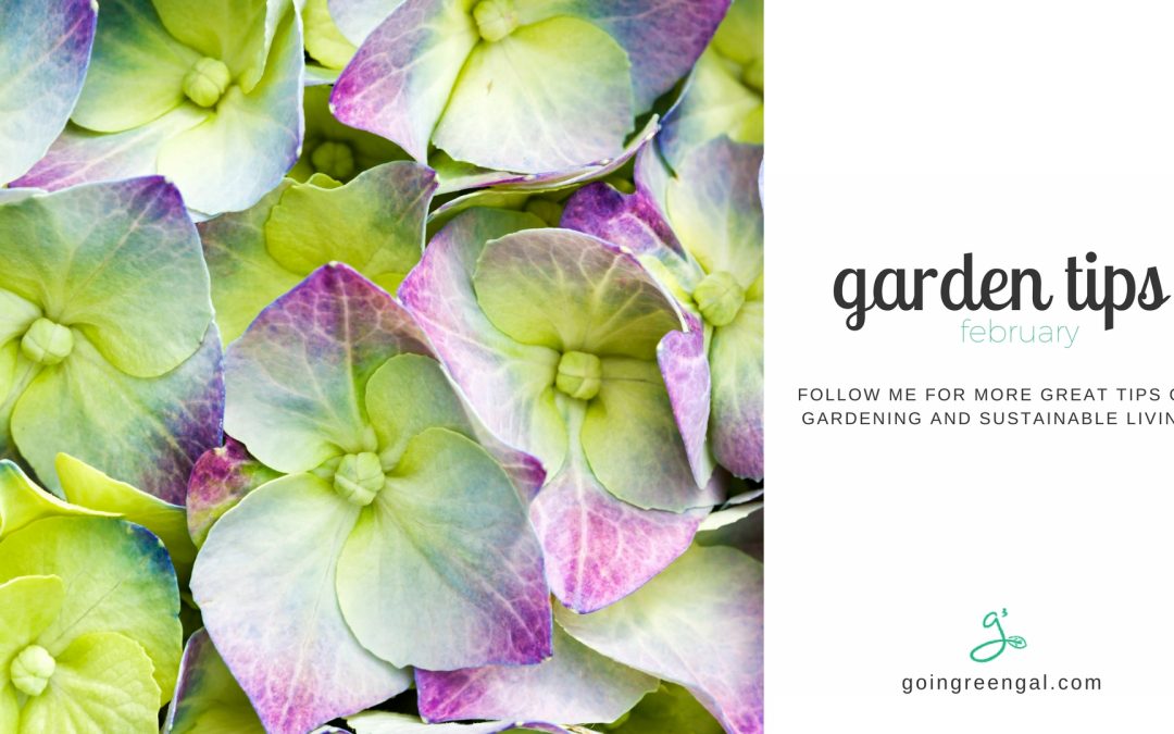 Garden Tips for February