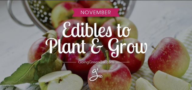 What to Plant and Grow: November