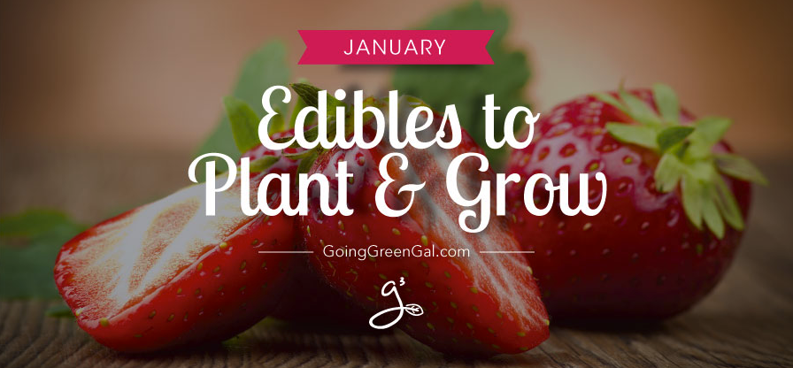 What to Plant and Grow: January