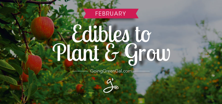 What to Plant and Grow: February
