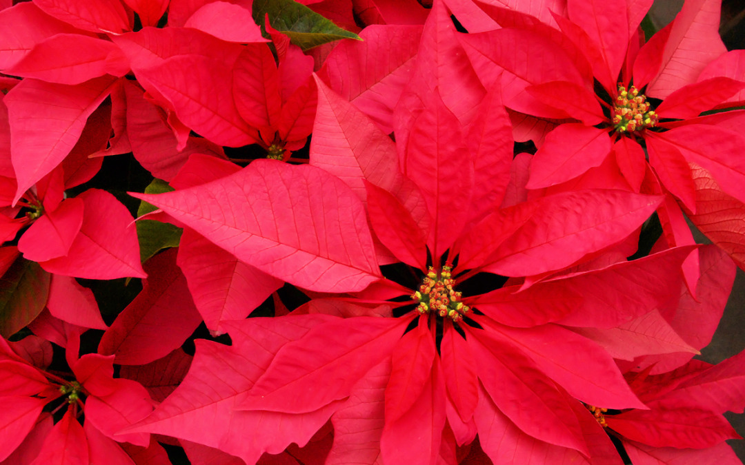 Some holiday plants are toxic