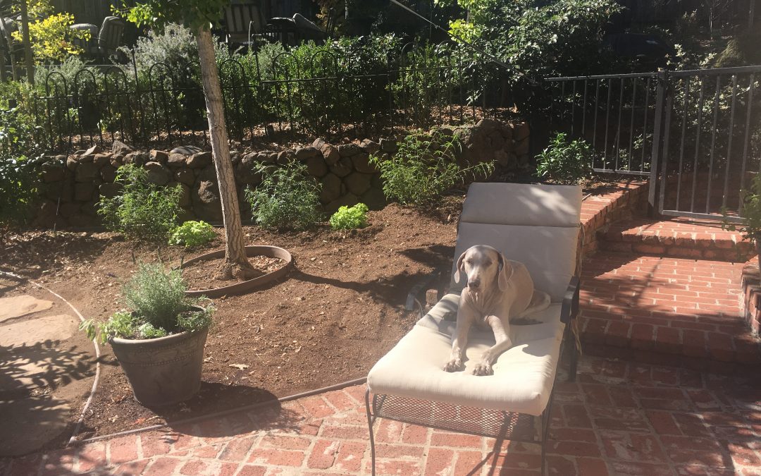 Use Smell-Good Plants to “Sweeten” Your Dog’s Space!