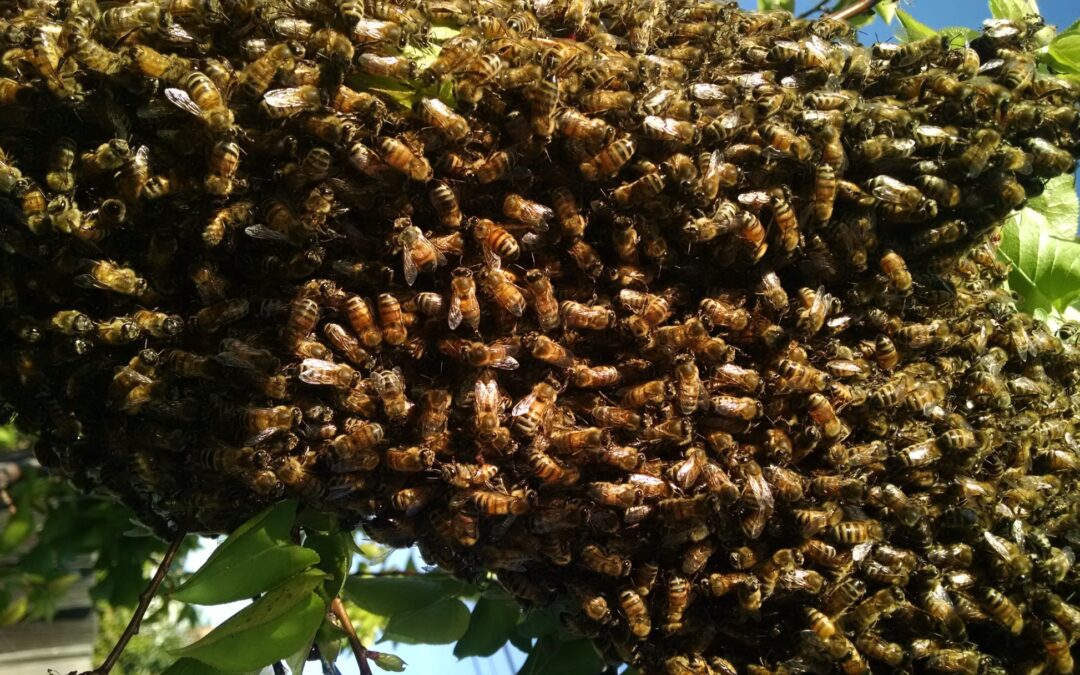 BEE SWARMS – The Magical, Mystical Dance!