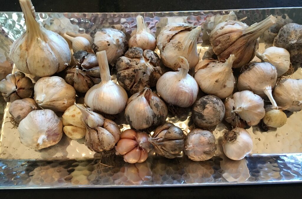 Grow Your Own Garlic – It is fun & flavorful!